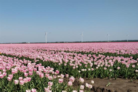 tulpenroute (eigen foto OVDD)