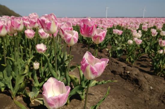 Tulpenroute | eigen foto