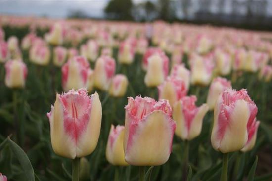 tulpenroute flevoland - foto voor website met toestemming gebruikt.jpg