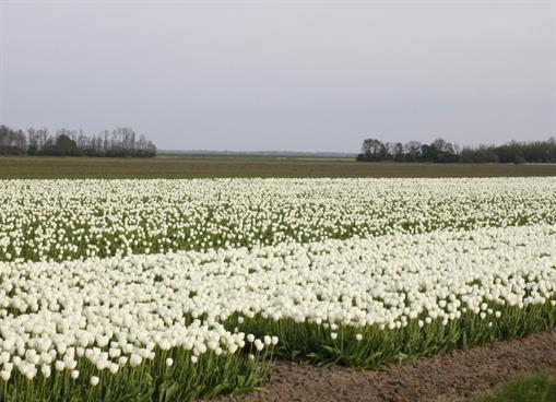 tulpen-2017.JPG